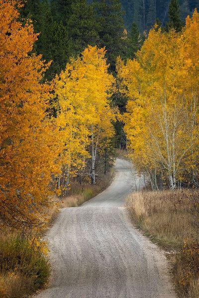 Jones, Adam 아티스트의 Gravel backroad and autumn aspen trees-Grand Teton National Park-Wyoming작품입니다.